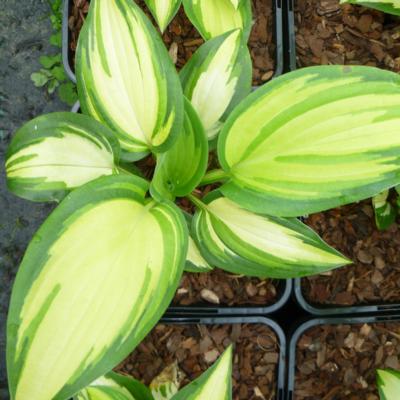 Hosta 'Champagne Toast'